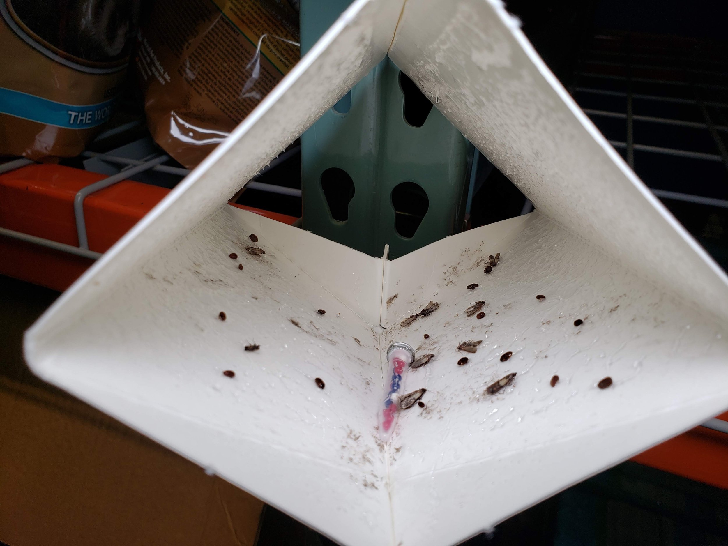 Multi-Species Moth and Beetle Lure Pest Solution